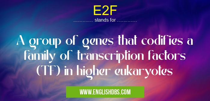 E2F