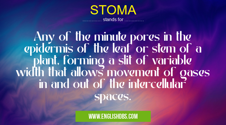 STOMA